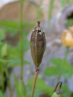 Seed Pod Meconopsis cambrica